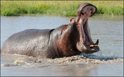 Un hippopotame qui ouvre sa gueule à 180° baille.