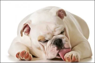 IL arrive qu'un chien s'automutile par léchage excessif ou grattage. Ces comportements obsessionnels compulsifs sont souvent dus à un stress chronique.