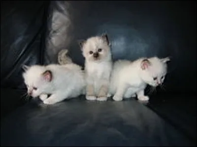 Le chat de race "Sacré de Birmanie" peut être colourpoint, cela signifie que le masque, les pattes, les oreilles et la queue sont plus clairs que le reste du corps.