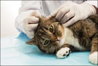 Le but du "medical training" pour soigner un animal est d'éviter l'anesthésie.