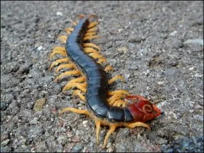 Un mille-pattes récemment découvert possède 414 pattes et 200 glandes qui contiennent un redoutable poison.