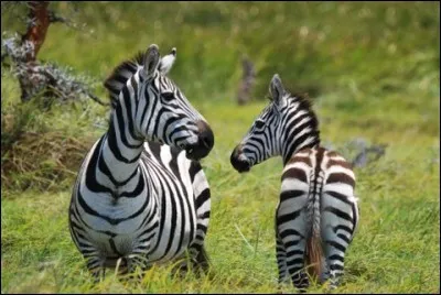 ZEBRER : comme dans "Encore une fois, le professeur de physique (au choix, de math, d'anglais, de géo... ) a zébré mon devoir". Y a-t-il un lien entre le verbe et l'animal, le zèbre ?