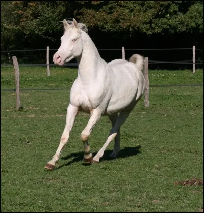 Et lui, quelle est sa robe ?