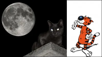 Restons avec Prosper, le chat dont vous avez trouvé le nom à la question précédente !
Prosper a un problème que notre génie de Léonard n'a pas réglé ! Ce n'est pas un chat comme les autres. Il a une déficience.
Quelle est cette déficience ?