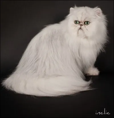 Quelle est la race de ce chat ?