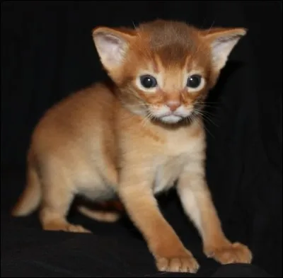 Quelle est la race de ce chat ?