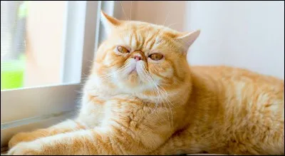 Quelle est la race de ce chat ?