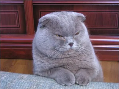 Quelle est la race de ce chat ?