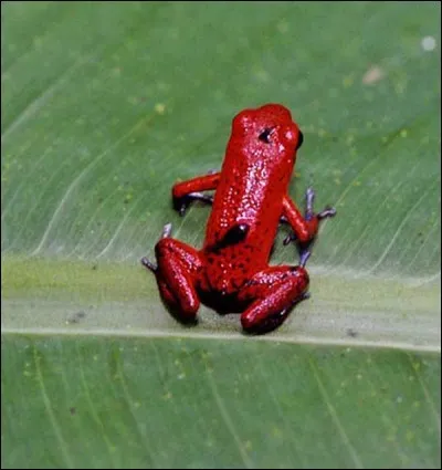 Mépris orgueilleux, condescendance ostentatoire !