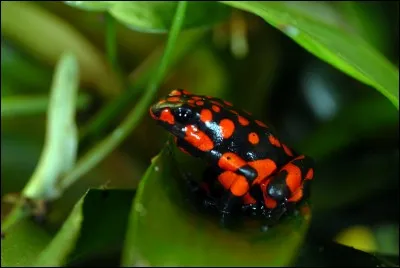 Démarche, attitude ridicule !