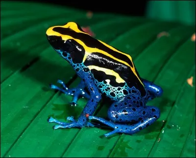 Maladie épidémique tropicale, transmise par le moustique !