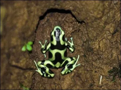 Partie de la physique qui étudie la réfraction des sons !