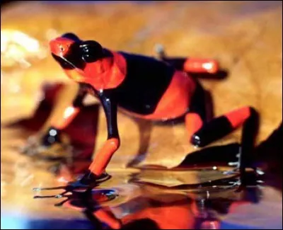 Sorte de cornemuse, ou onomatopée du son d'une cloche !