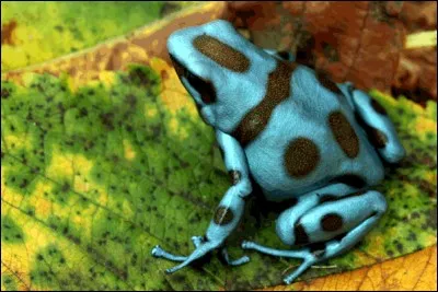 Plante très toxique, dont la stramoine est une espèce vivant en France !