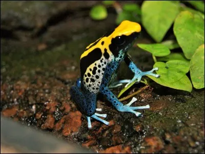 Affiche manuscrite chinoise !