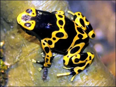 Solide à dix faces !