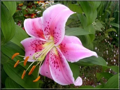 Pour lui, le coquelicot est un peu fleur bleue.