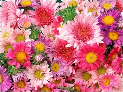 Au retour, a évidemment perdu sa fleur.