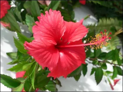 On dit pourtant du bien de ses fleurs.