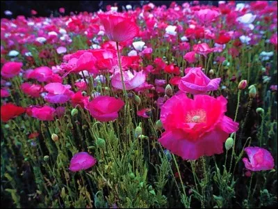 Réaction à fleur de peau.