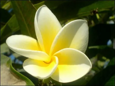 Fine fleur du mâle.