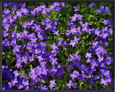 Qui a reçu des fleurs.