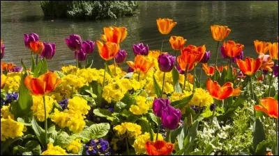 Il est toujours en fleur.