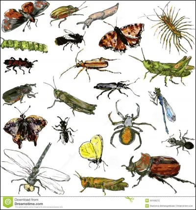 Rita Skeeter est un Animagus.
Lequel ?