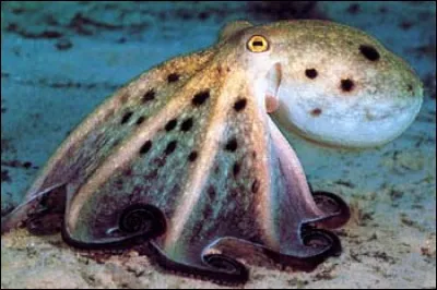 Dans quel pays d'Asie mange-t-on du poulpe vivant ?