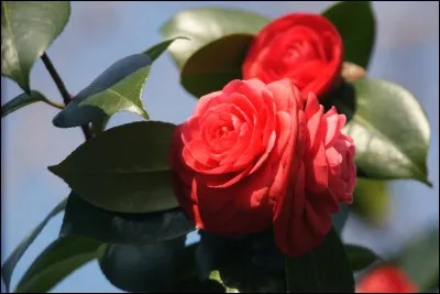 Le mot pendule peut être masculin comme féminin selon l'usage que l'on en fait.