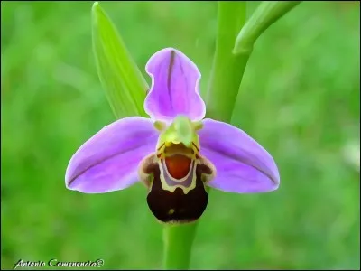 Nous allons vous fournir 50 dossiers dont la majeure partie sont confidentiels.
Les accords en genre et nombre sont-ils corrects ?