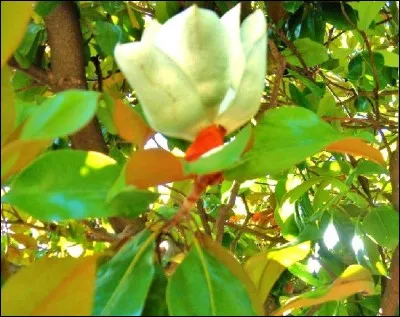 Qui fait partie des personnes se présentant aux prochaines législatives de juin 2017 ?