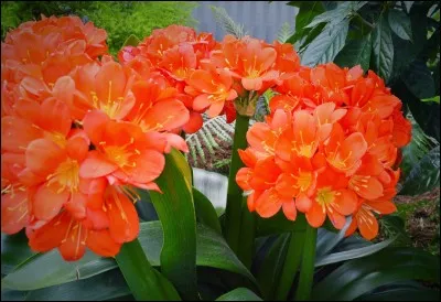 Le mot vidéo est-il aussi bien adjectif que nom selon l'emploi ?