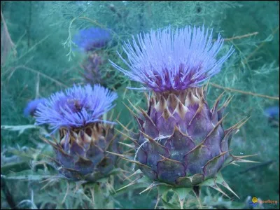 Le substantif hexagone désignant un polygone à 6 côtés et 6 sommets peut-il prendre une majuscule ?