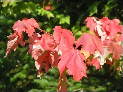 Que désigne le mot aigle au féminin quand il n'indique pas la femelle de l'oiseau de proie ?