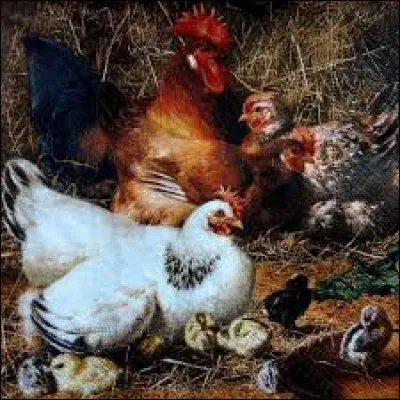 Bouton floral du Capparis spinosa, confit dans le vinaigre pour servir de condiment :