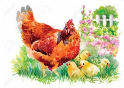 Oiseau des régions méditerranéennes, voisin du pigeon :