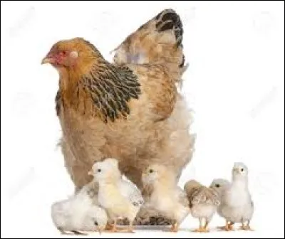 Oiseaux de l'île Maurice et l'île de la Réunion, aujourd'hui disparus :