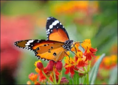 Jour de la semaine qui précède le vendredi :