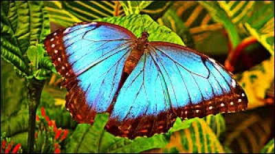 Ensemble des langues parlées dans le sud de l'Afrique :