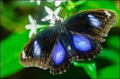 Arbre africain utilisé pour fabriquer des meubles grâce à la dureté de son bois et à sa couleur blonde :