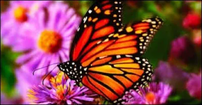 Étoffe réduite en lambeaux par l'usure :