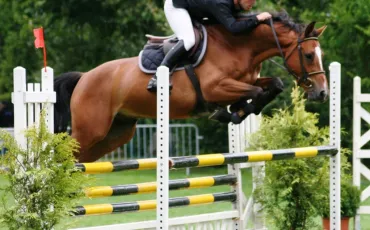 Quiz Galop 2