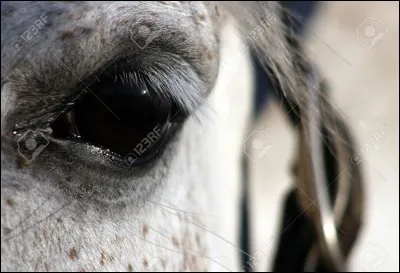 Un cheval a une vision de ...