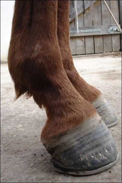 Quelle est la partie qu'il ne faut surtout pas toucher quand on cure les pied d'un cheval ?