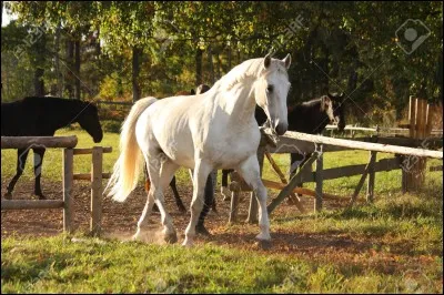 À quoi sert le filet ?