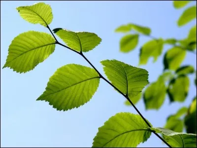 Comment dit-on "feuille" (d'arbre) en anglais ?
