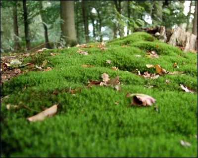 Comment dit-on "mousse" (la plante) en anglais ?