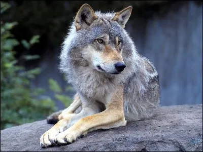 Comment dit-on "loup" en anglais ?