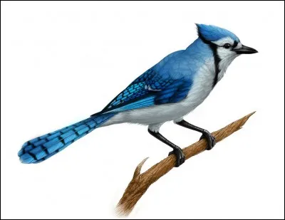 Comment dit-on "geai" (l'oiseau) en anglais ?